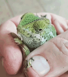 a person holding a small green chameleon in their hand