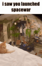 a cat laying on a bed with the words i saw you launched spacewar above it