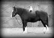 a black and white photo of a horse with a child on its back