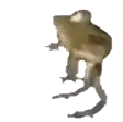 a frog is standing on its hind legs on a white background and holding something in its hand .