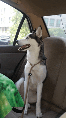 a husky dog in the back seat of a car