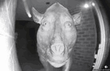 a black and white photo of a pig looking through a doorbell .