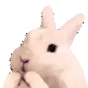 a close up of a rabbit 's face on a white background