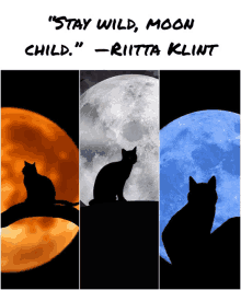 three pictures of cats with the words " stay wild moon child "