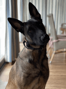 a brown and black dog with a black collar is looking at the camera