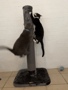 two cats are playing on a scratching post and one of them has a blue collar