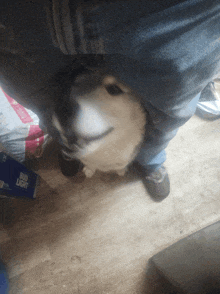 a dog is sitting on a person 's lap next to a bud light bottle