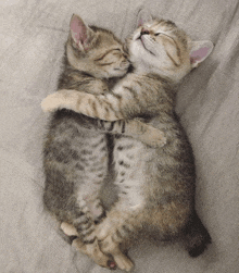 two kittens hugging each other on a bed
