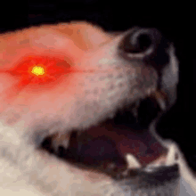 a close up of a dog 's face with red eyes and its mouth open .