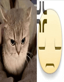 a picture of a cat next to a smiley face