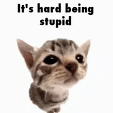 a cat with the words `` it 's hard being stupid '' written above it .