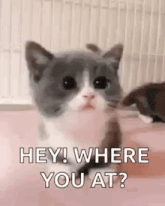 a gray and white kitten is sitting on a pink surface and looking at the camera .