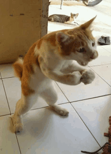 an orange and white cat standing on a tiled floor