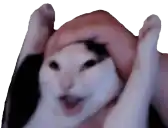 a person is petting a cat on its head .