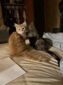 a cat is sitting on a bed next to a laptop