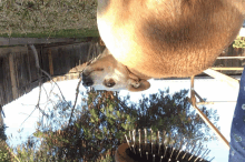 a dog standing upside down next to a hairbrush