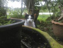 a black and white cat is sitting in a garden