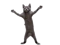 a cat with its arms outstretched is standing on its hind legs