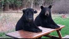 two black bears laying on a picnic table with a cow in the background