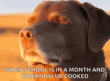 a picture of a dog with a caption that says when school is in a month and you know ur cooked