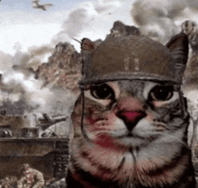 a cat wearing a soldier 's helmet is looking at the camera