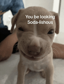 a small dog with a caption that says " you be looking soda-lishous "