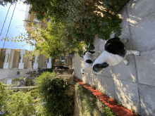 two black and white dogs are standing on a sidewalk