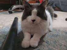 a gray and white cat laying on a carpet looking at the camera