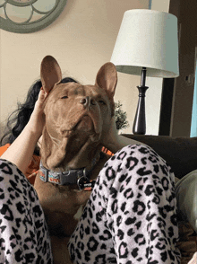 a dog wearing a collar that says " i love you "