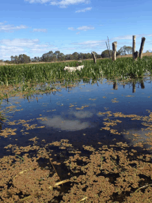 a sheep is standing in a swamp with a blue sky in the background