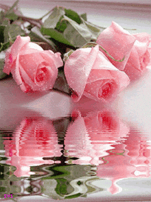 a bunch of pink roses are reflected in water