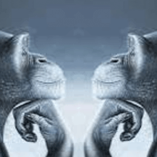 two monkeys are looking at each other with their hands on their chins and a blue background .