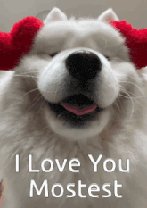 a white dog wearing a red hat with the words " i love you mostest " on it