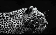 a black and white photo of a leopard with a black background