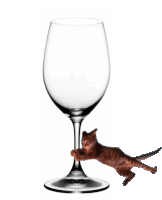 a cat climbs up a wine glass with its paws