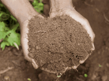 person holding a pile of dirt in their hands