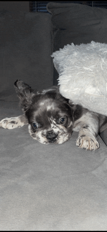 a brown and white dog laying on a couch