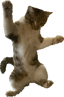 a cat standing on its hind legs with one paw up