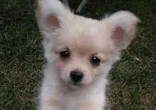 a small white puppy is sitting in the grass looking at the camera