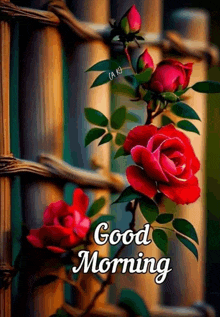 a good morning greeting card with red roses on a fence