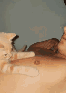 a kitten is playing with a person 's chest