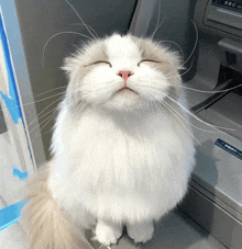 a fluffy white cat with its eyes closed is standing next to a printer that says ' epson ' on it