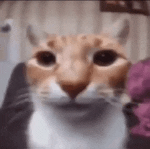 a close up of a cat 's face looking at the camera in a blurry photo .