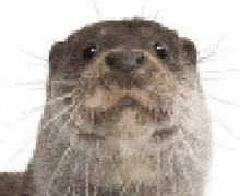 a close up of a otter 's face on a white background .