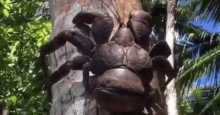 a giant crab is sitting on top of a tree trunk .