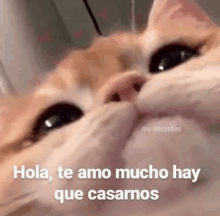 a close up of a cat 's face with the words `` hola , te amo mucho hay que casarnos '' written above it .