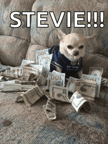 a small dog is laying on a pile of money with the name stevie above it