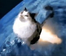a cat is standing on a blue surface