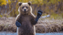 a brown bear standing on its hind legs waving at the camera