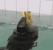 a black parrot is swimming in a pool with a yellow saxophone on its head .